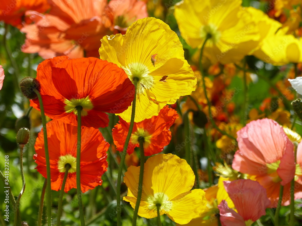 Fleurs des champs multicolores tiges 