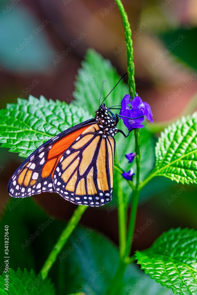 Fototapeta premium Monarch, Danaus plexippus is a milkweed butterfly (subfamily Danainae) in the family Nymphalidae butterfly in nature habitat.