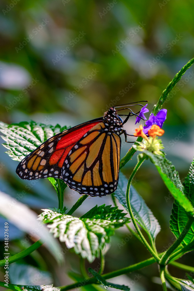 Fototapeta premium Monarch, Danaus plexippus is a milkweed butterfly (subfamily Danainae) in the family Nymphalidae butterfly in nature habitat.