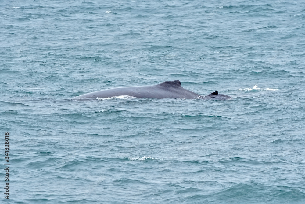 Fototapeta premium Humpback Whale photographed in Vitoria, capital of the Espírito Santo. Southeast of Brazil. Atlantic Ocean. Picture made in 2018.