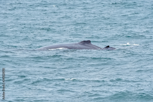 Humpback Whale photographed in Vitoria, capital of the Espírito Santo. Southeast of Brazil. Atlantic Ocean. Picture made in 2018.