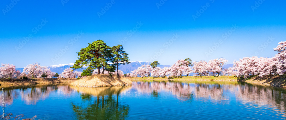 信州の桜風景	ワイド
