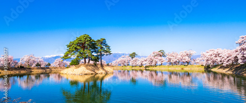 信州の桜風景 ワイド 