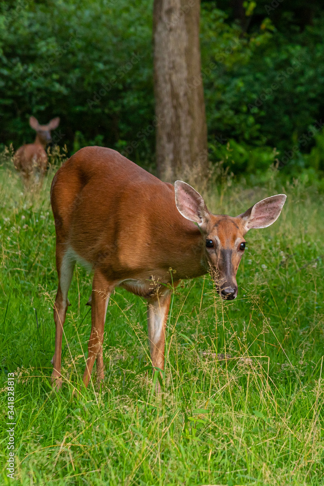 Deer grazing in forest on spring day with grass and trees Deer grazing in forest on spring day with grass and trees