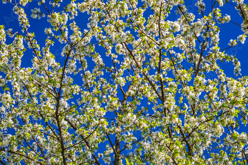 Branches of flowering cherries on blue sky background.