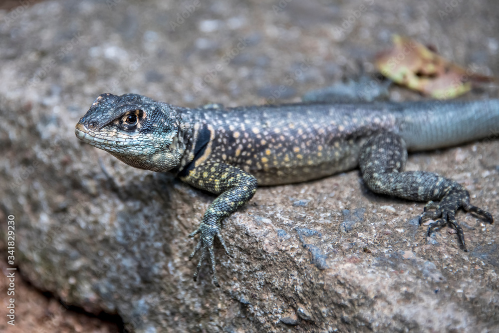 Amazon Lava Lizard photographed in Santa Teresa, in Espirito Santo. Southeast of Brazil. Atlantic Forest Biome. Picture made in 2018. Amazon Lava Lizard photographed in Santa Teresa, in Espirito Santo. Southeast of Brazil. Atlantic Forest Biome. Picture made in 2018.