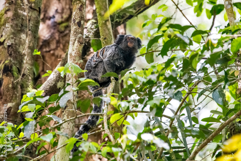 Obraz premium Hybrid marmoset photographed in Santa Teresa, in Espirito Santo. Southeast of Brazil. Atlantic Forest Biome. Picture made in 2018.