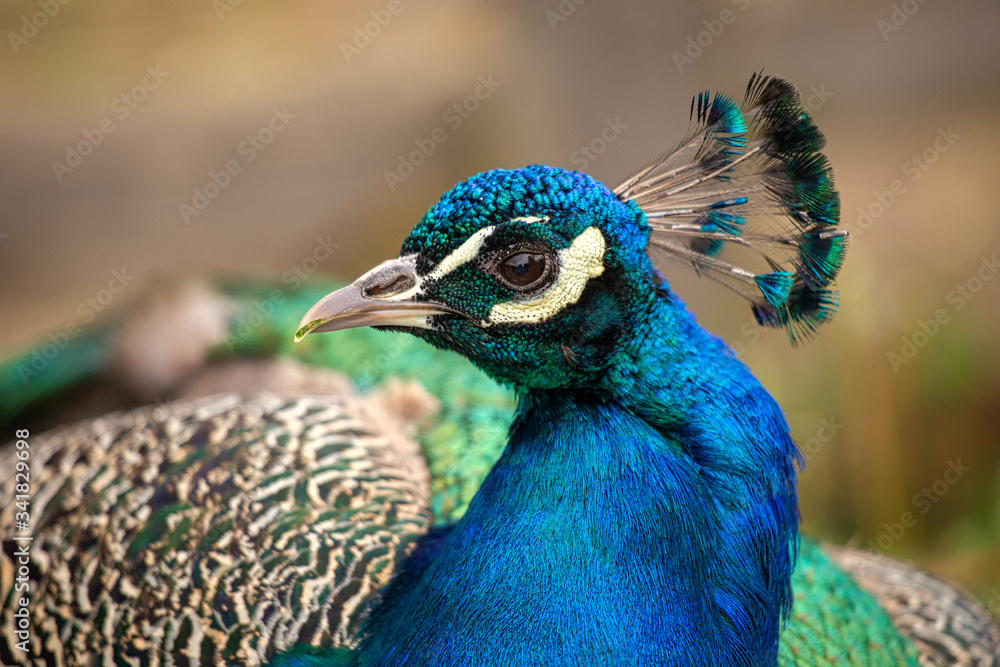 Obraz premium Peacock in close-up view on a blurred background.