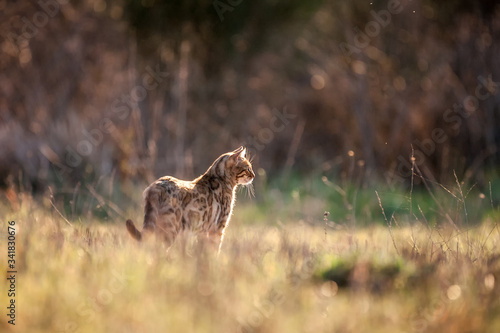 Fotografie Bengal Cat Outdoor
