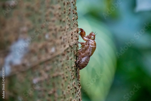 Cicada photographed in Santa Teresa, in Espirito Santo. Southeast of Brazil. Atlantic Forest Biome. Picture made in 2018.