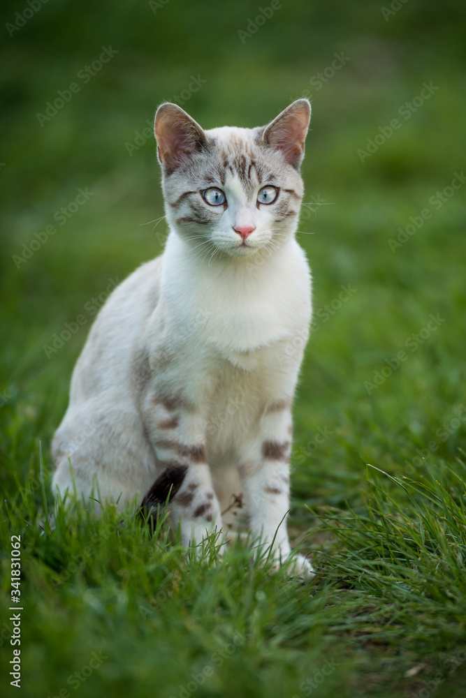 Bengal Kitten Outdoor