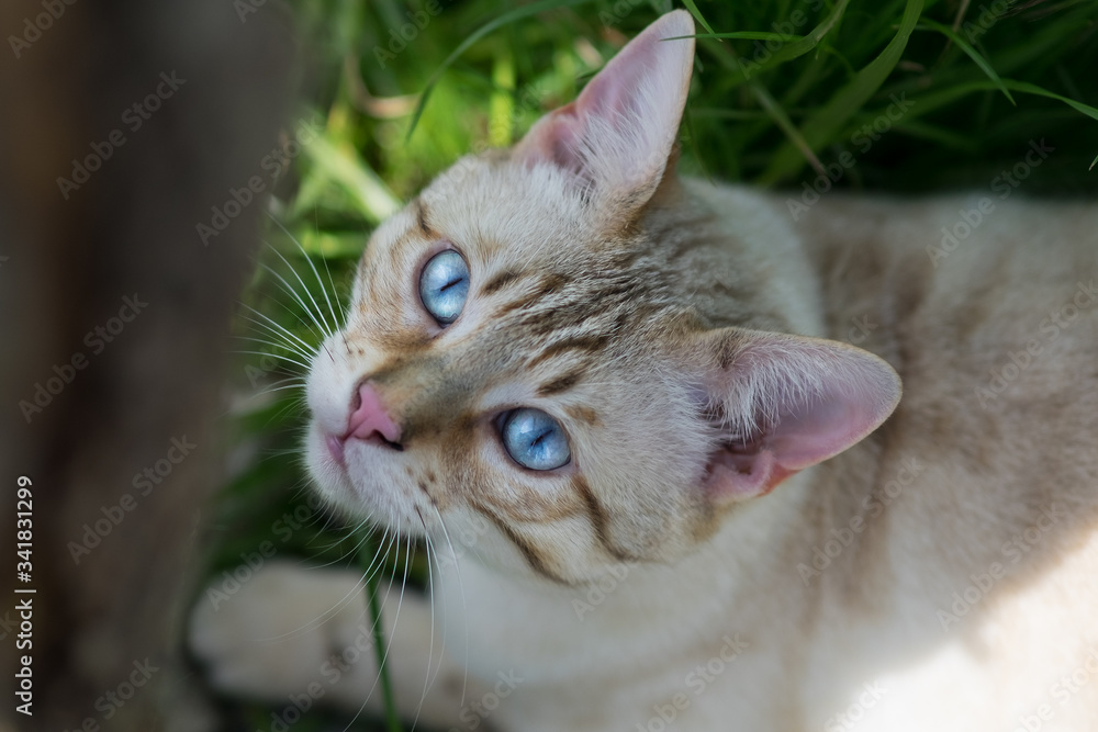 White Bengal in Grass