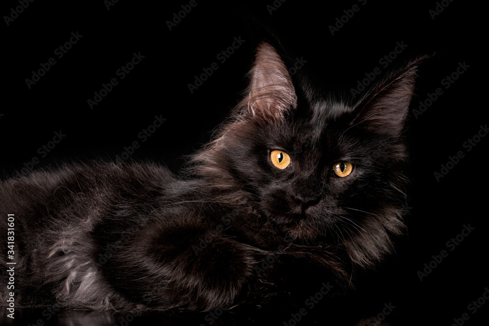 Adorable black maine coon kitten on black background in studio.