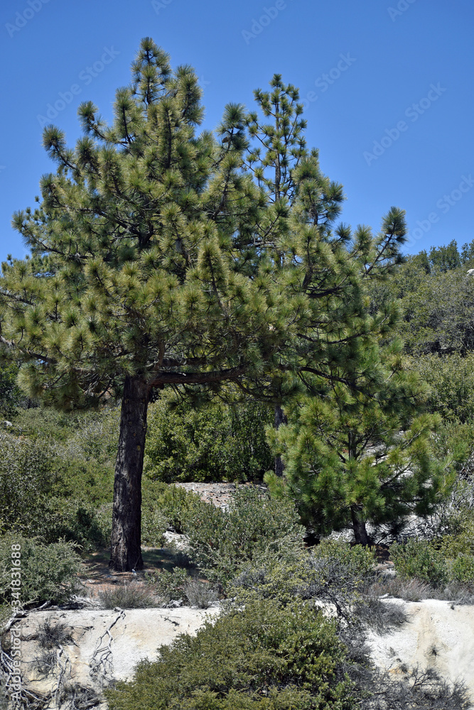 Fototapeta premium Pine Trees in the Forest