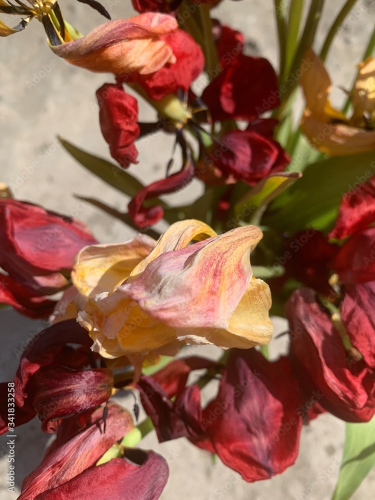 red rose petals red rose petals