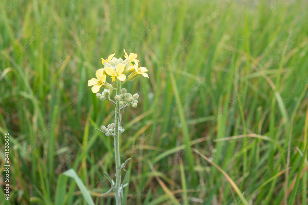 Yellow field mustard flowers. Sinapis arvensis. Selective focus. Creative vintage background. Yellow field mustard flowers. Sinapis arvensis. Selective focus. Creative vintage background.