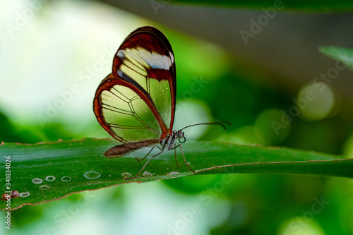 Glasswing Butterfly (Greta oto) in a summer garden.