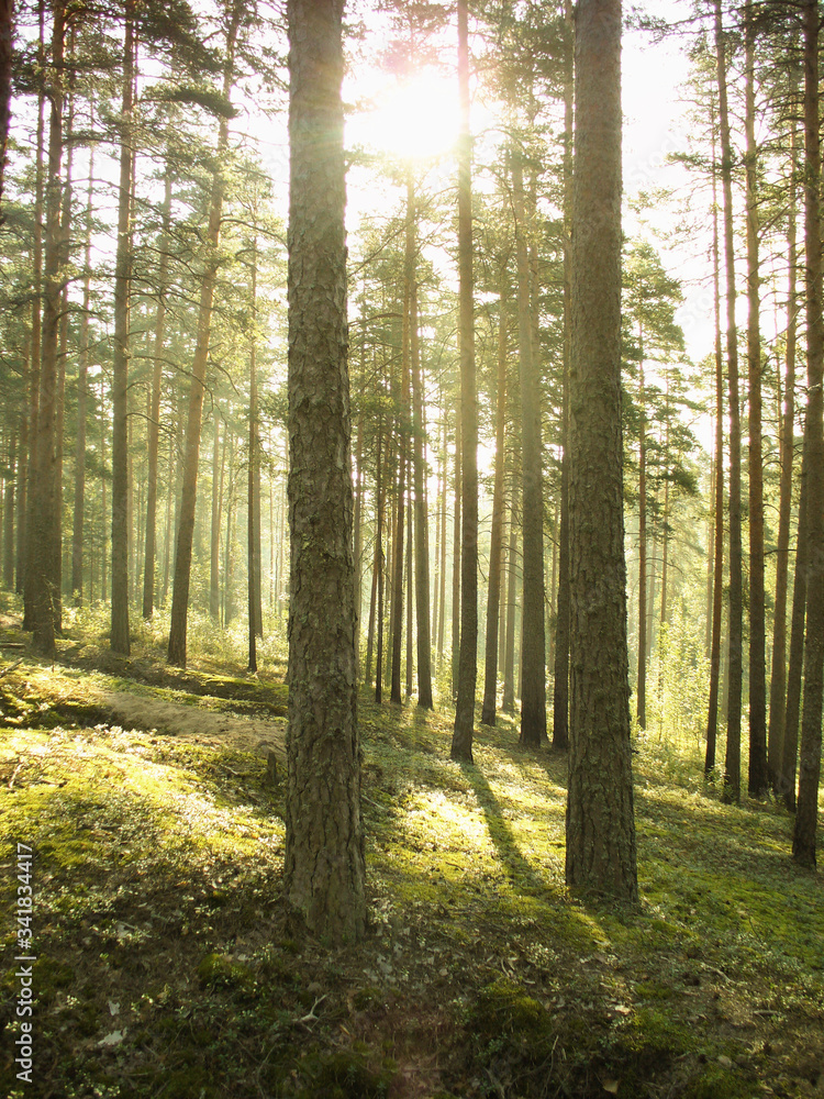 Fototapeta premium morning in the woods