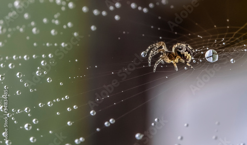 Tablou canvas spider on web
