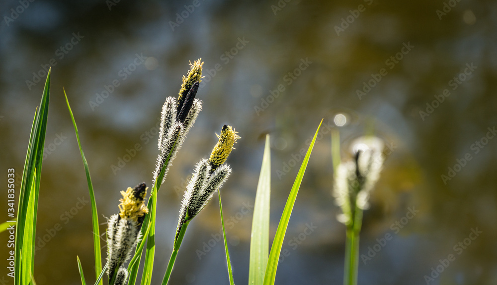 Flowering sedge ‘Carex Nigra’ (Carex melanostachya) on garden pond shore. Fluffy yellow hats on Black or ordinary sedge. Nature concept for spring design. There is place for text Flowering sedge ‘Carex Nigra’ (Carex melanostachya) on garden pond shore. Fluffy yellow hats on Black or ordinary sedge. Nature concept for spring design. There is place for text