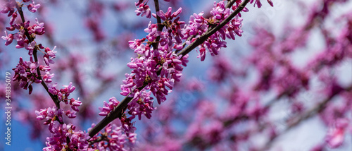 Purple spring blossom of Eastern Redbud, or Eastern Redbud Cercis canadensis in sunny day. Close-up of Judas tree pink flowers. Selective focus. Nature concept for design. Place for your text photo