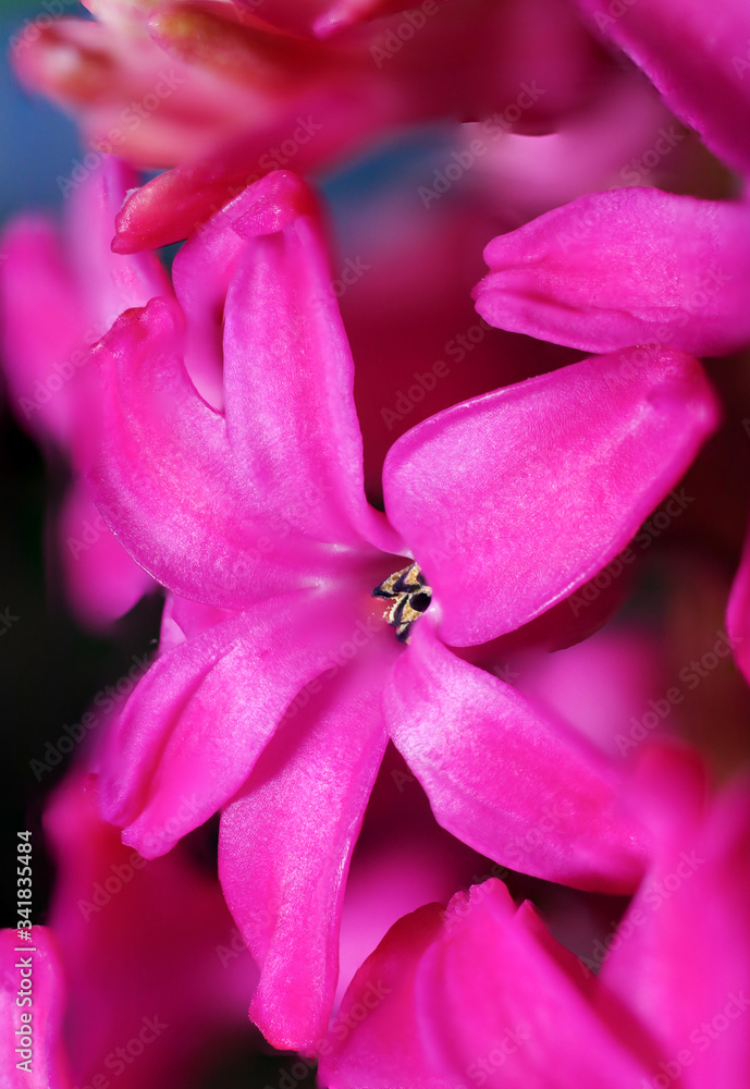 Hyacinthus pink color flower bud macro