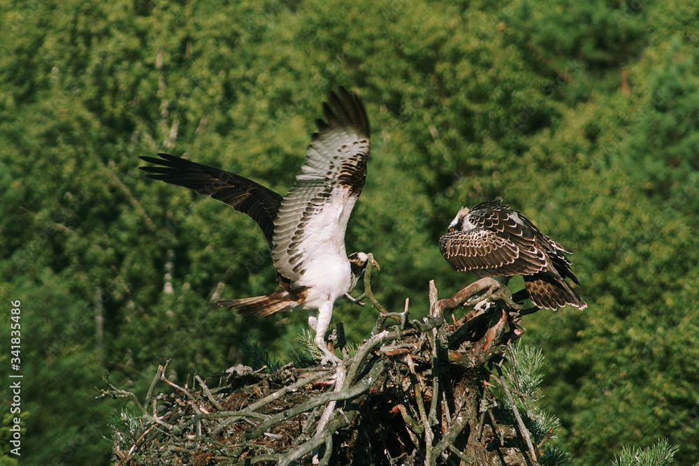 Fototapeta premium Osprey or more specifically the western osprey (Pandion haliaetus) — also called sea hawk, river hawk, and fish hawk