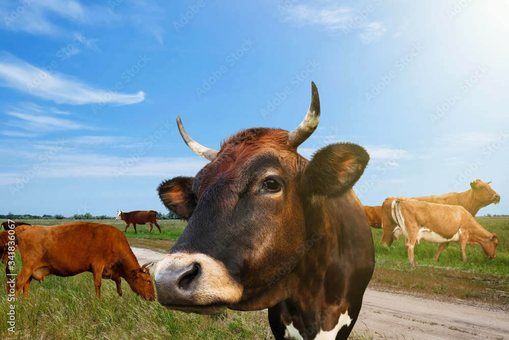 Beautiful cows grazing on green pasture, closeup