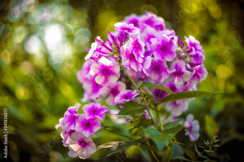 purple flowers in the garden