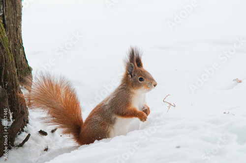 Squirrel in the winter in the snow  © Greenart