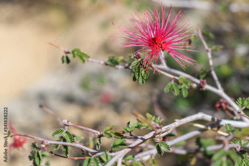 Desert fairy duster plant beginning to bloom Desert fairy duster plant beginning to bloom