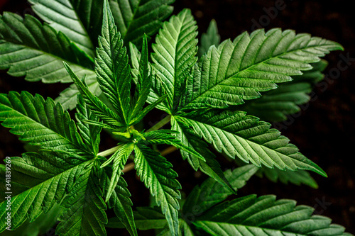 Fototapeta Naklejka Na Ścianę i Meble -   Close-up young hemp. Cannabis is a standoff between a drug and a medicine.growing organic cannabis background herb on the farm
