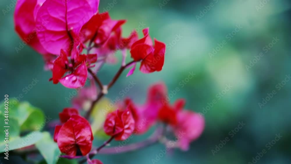 Red Flowers on a Bougainvillea Tree (Santa Rita). Close-Up. Red Flowers on a Bougainvillea Tree (Santa Rita). Close-Up.
