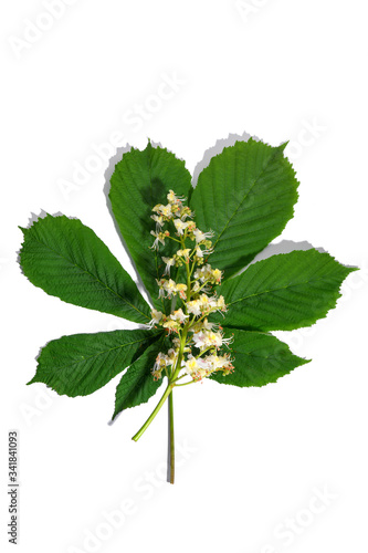 Chestnut branch with leaves and flower on white background.