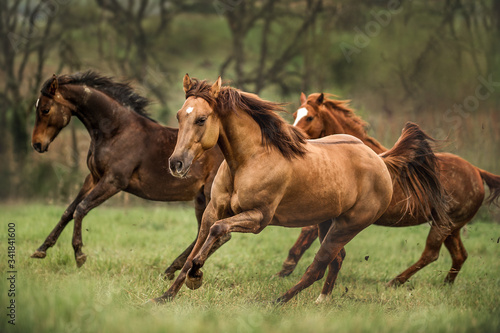 Horses running free