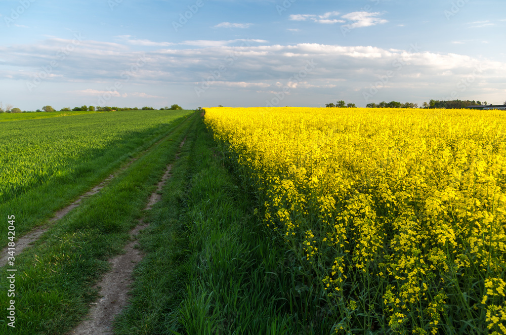 rape field in spring rape field in spring