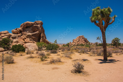 Beautiful Mojave desert with Joshua trees, United States