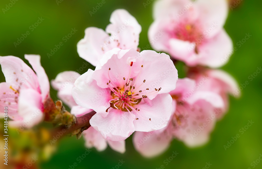 Bright flowers of fruit trees in the spring garden. Beautiful bright spring background. Spring garden Bright flowers of fruit trees in the spring garden. Beautiful bright spring background. Spring garden