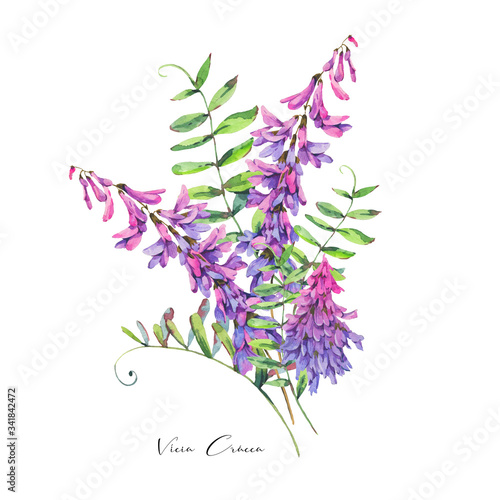 Watercolor summer set of violet wildflowers. Botanical design elements