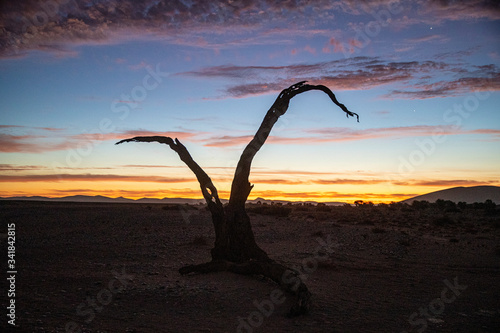 Dead tree in Namib-Naukluft National Park