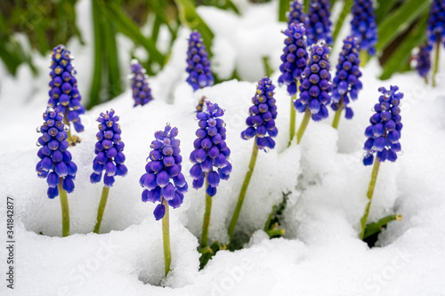Fotografija grape hyacinths poking out of the snow