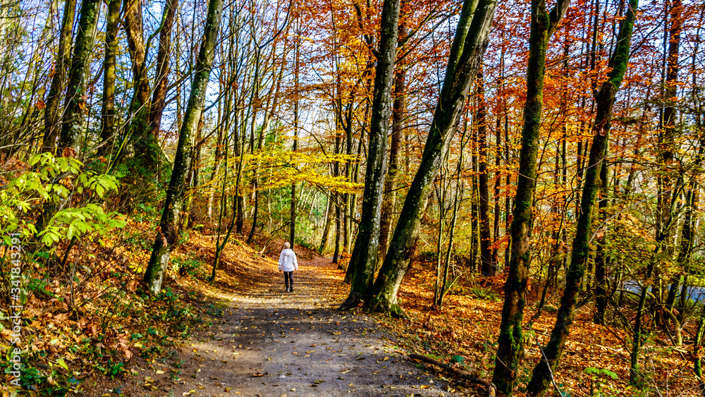 Obraz premium Senior Woman hiking the trails in Aldergrove Regional Park in fall colors in the Fraser Valley of British Columbia, Canada