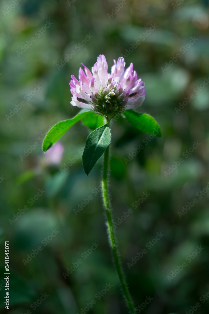 Fototapeta premium Summer Bloom