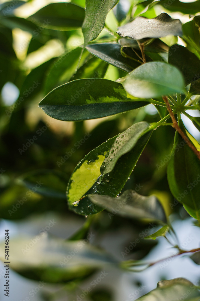 Green leaves of a plant or shrub, in dew, water drops or after rain. Foliage structure, close-up. Textured background.