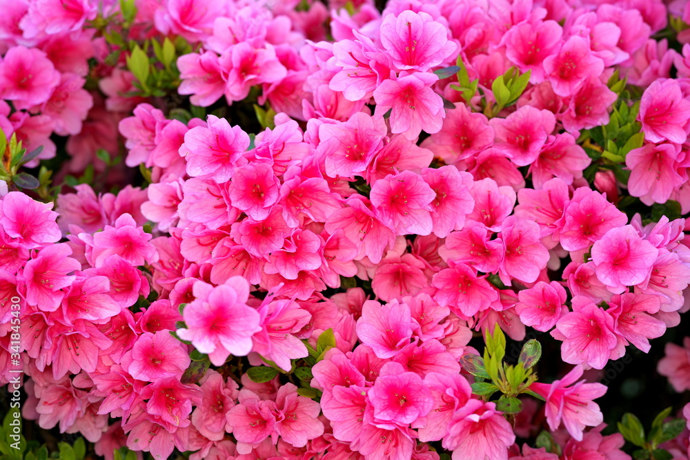 Tokyo,Japan-April 22, 2020: Azalea or Rhododendron in full bloom in spring
Tokyo,Japan-April 22, 2020: Azalea or Rhododendron in full bloom in spring