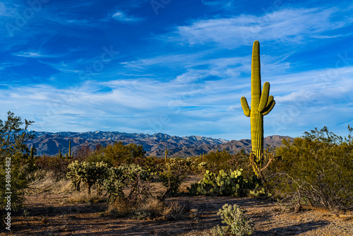 Saguarro Cactus with Mountains in background