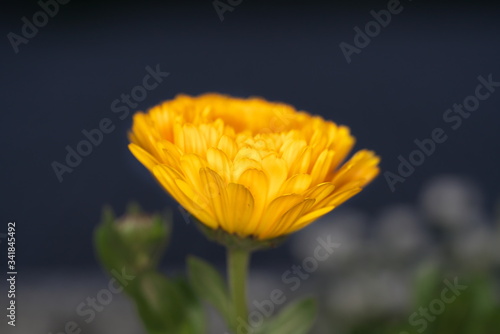 Tokyo Japan-April 22  2020  Isolated Marigold in the night 