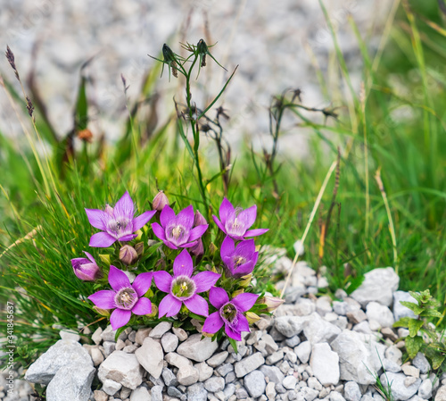 Alpine purple flowers of Gentianella germanica grow in Dachstein Mountains, Salzkammergut region, Upper Austria, Austria photo