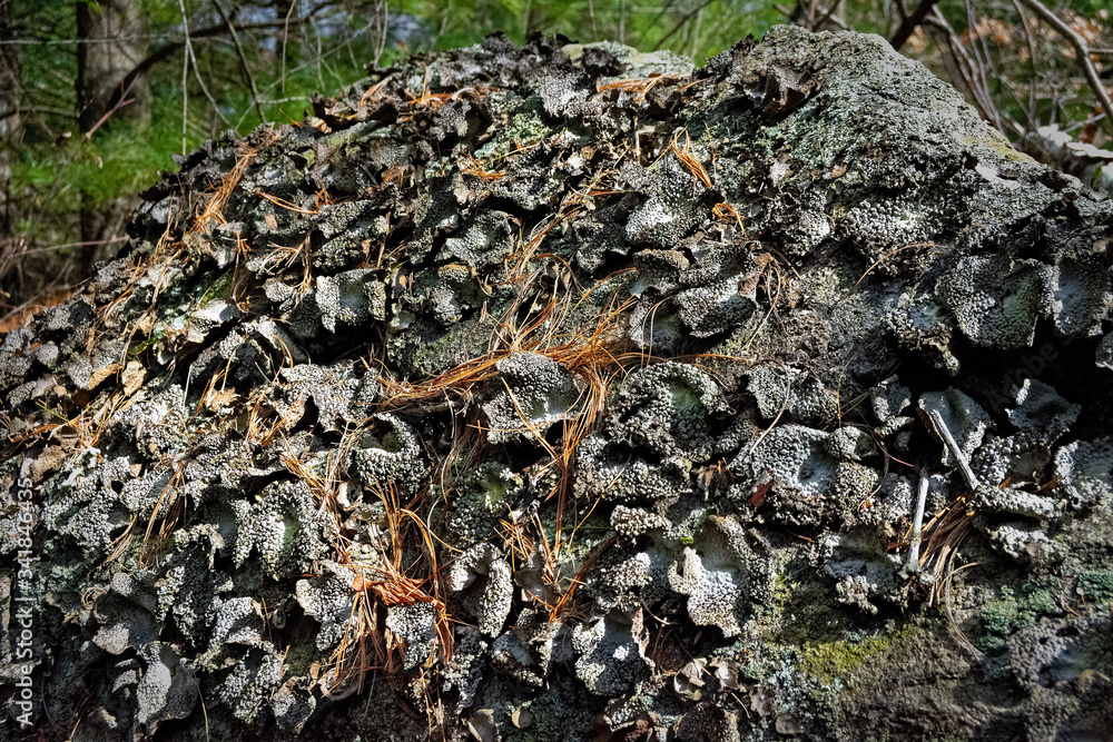 Rock Tripe and pine needles Rock Tripe and pine needles