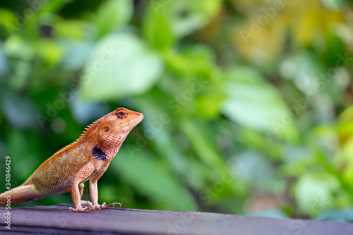 Garden Asian lizard in sunlight with bokeh background. Сlose up macro wildlife concept. Selective focus Space for text © Nadezhda